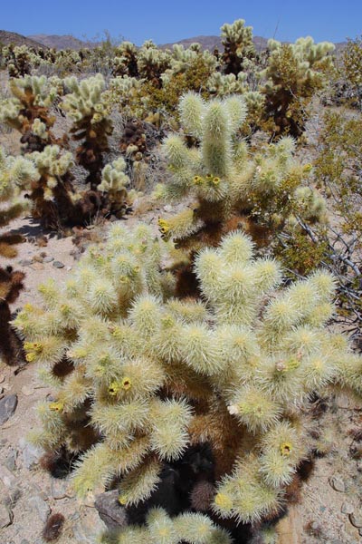 Cholla Cacti