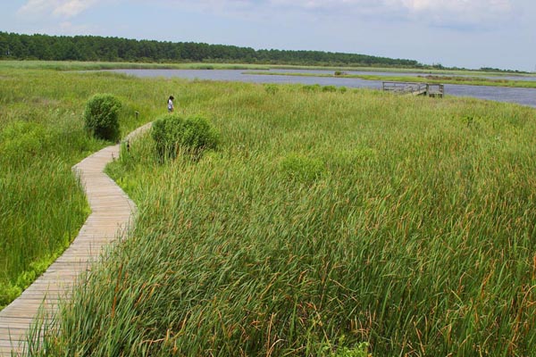Marsh in the Outer Banks